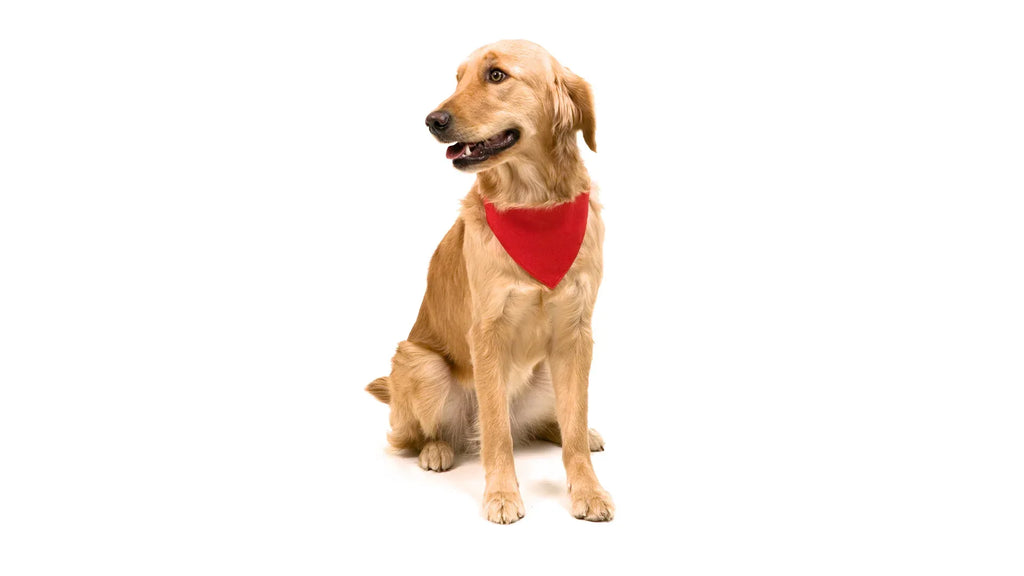 Collar bandana Personalizado para mascota - Personalizaciones MOA