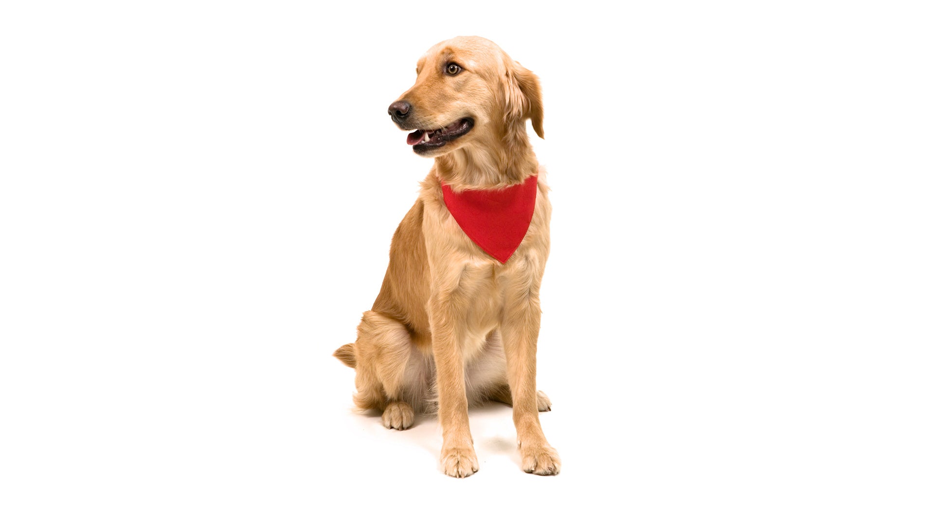Collar bandana para mascota - Personalizaciones MOA